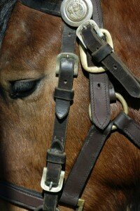 Cheval à Cormeilles en Pays d'Auge