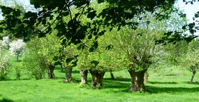 Arbres têtards - Canton de Cormeilles