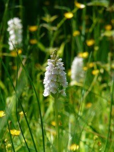 Flore remarquable du bocage Flore remarquable du bocage