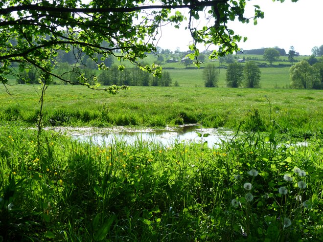Paysage du Pays d'Auge