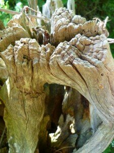 Tronc d'arbre têtard - Cormeilles en Pays d'Auge