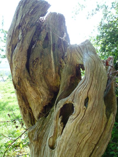 Tronc d'arbre têtard